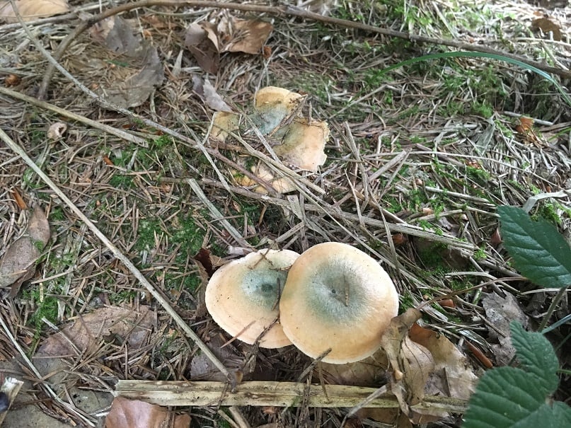 Saffron milkcap and orange milkcap 