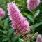 Shrub