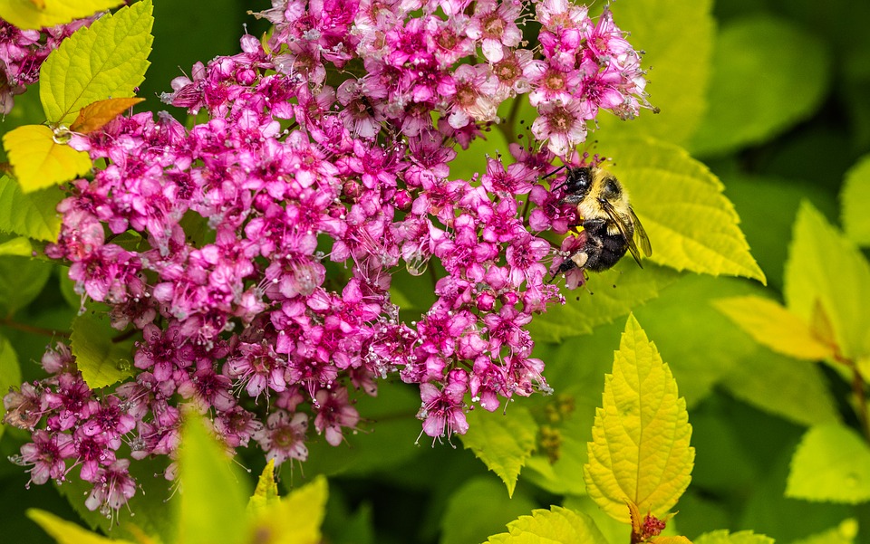 Shrub