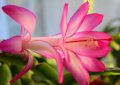 Crab cactus