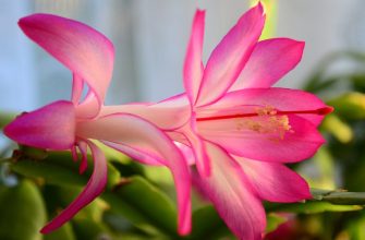 Crab cactus