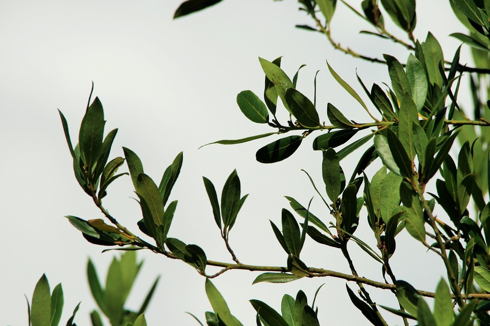 Bay tree or bay laurel 