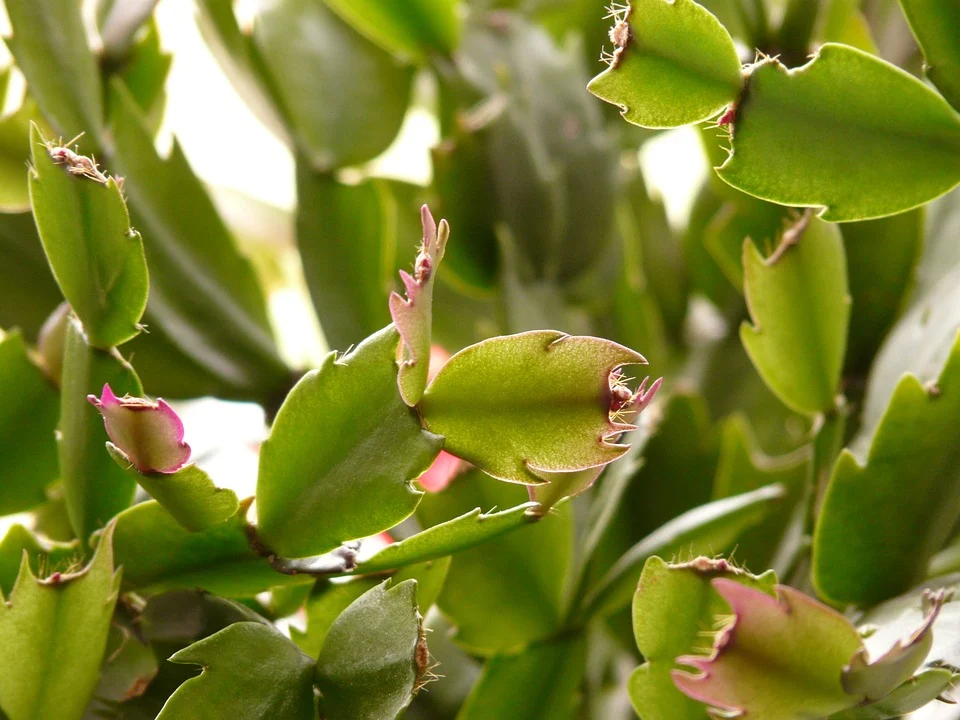 Crab cactus