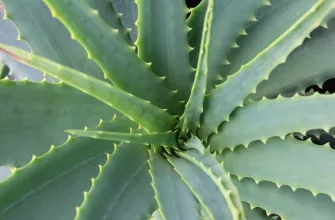 Aloe vera