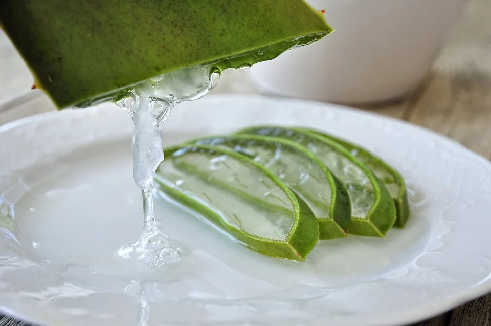 Aloe vera