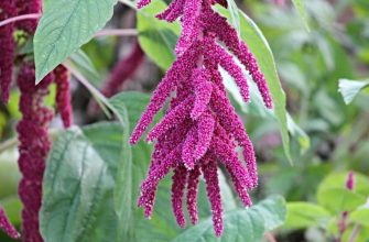 Amaranth