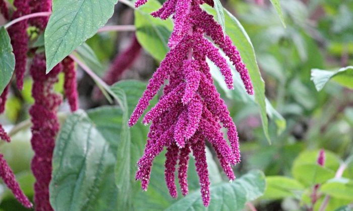 Amaranth