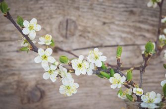 Cherry twigs