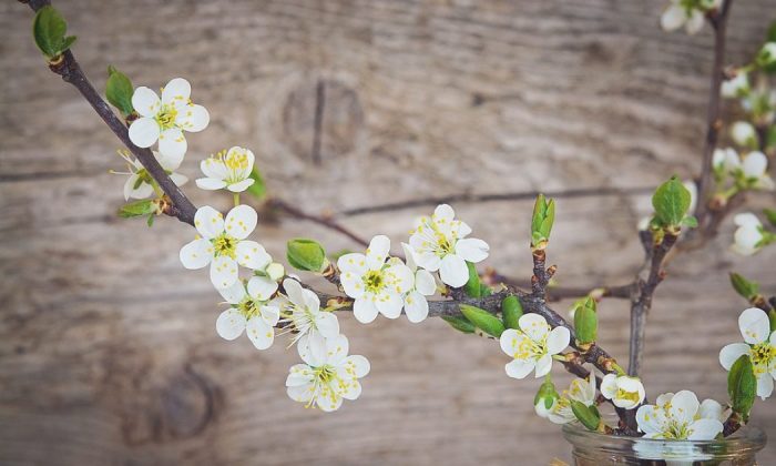 Cherry twigs