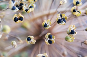 Black cumin