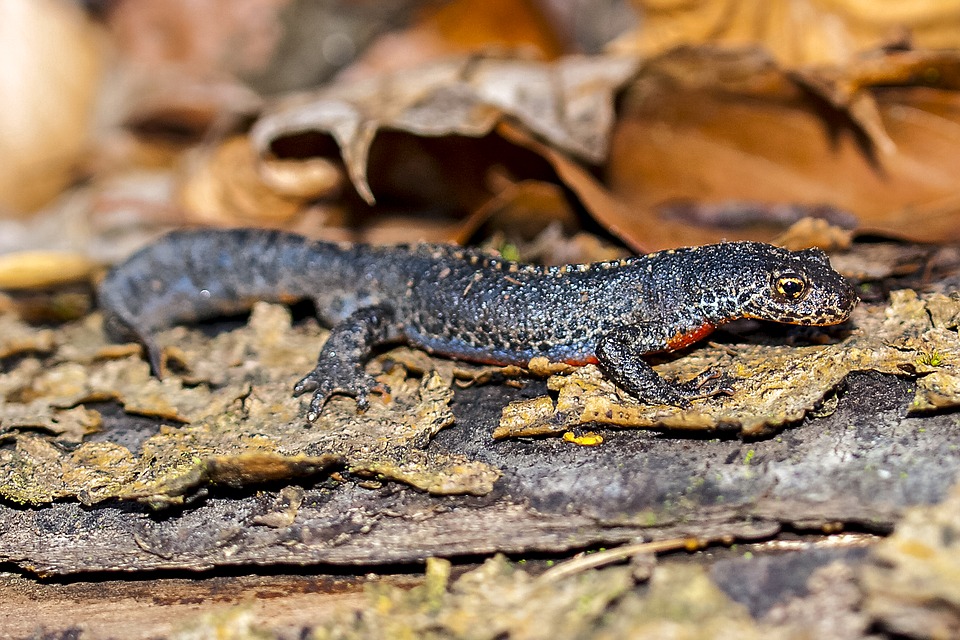 Newts