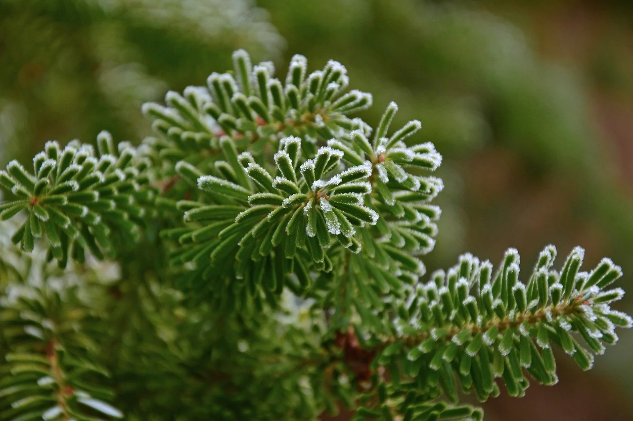 Deciduous larch 