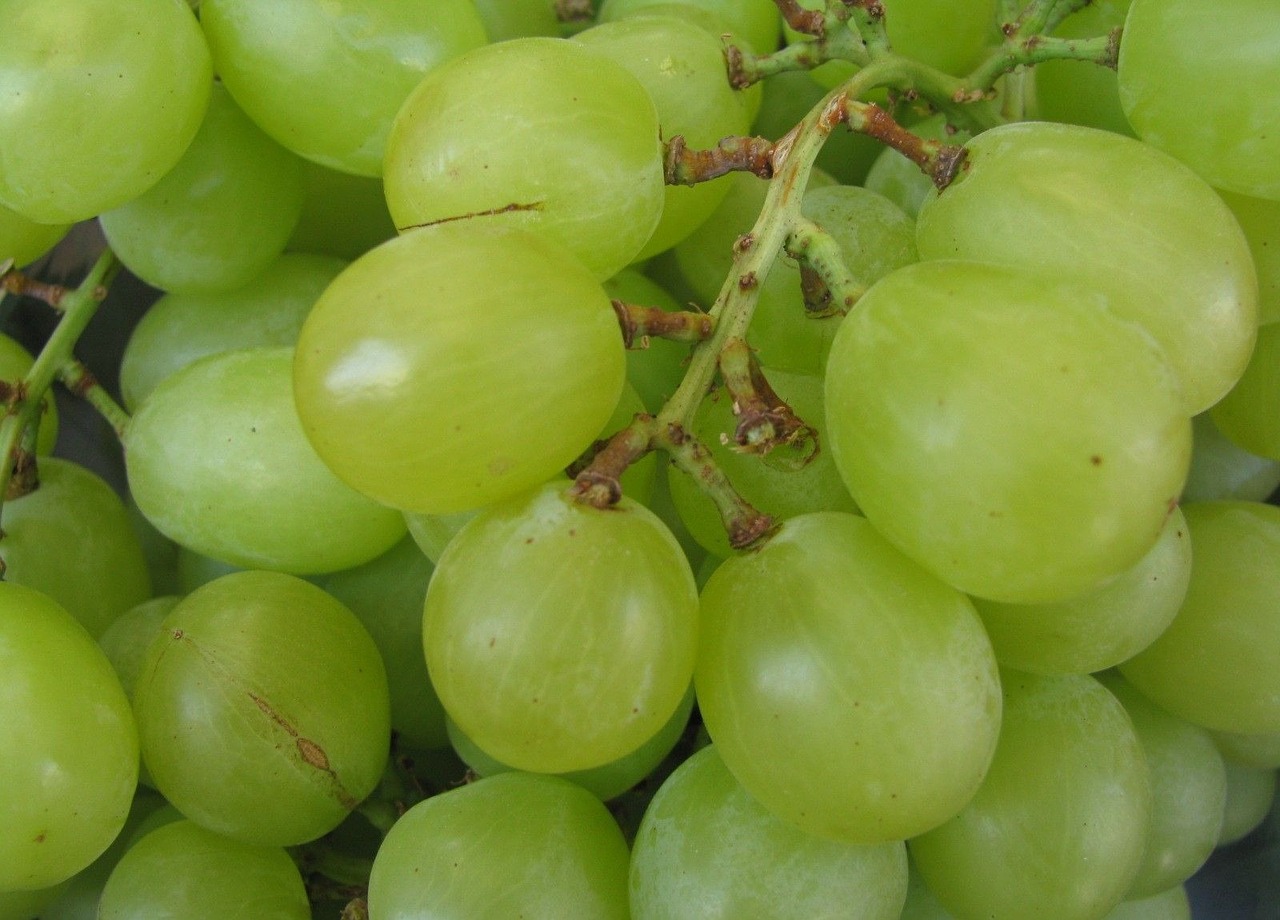 Grapes