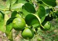 Kaffir lime