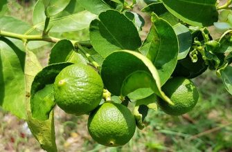 Kaffir lime