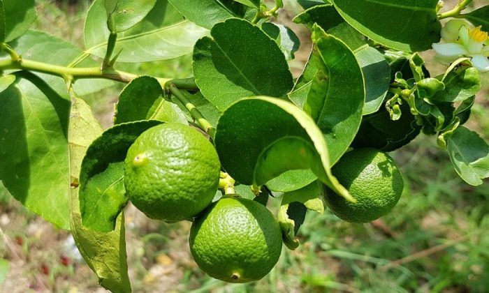 Kaffir lime