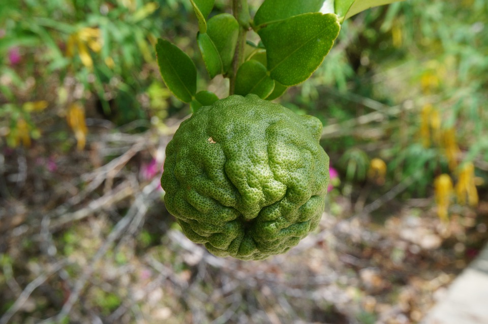 Kaffir lime 