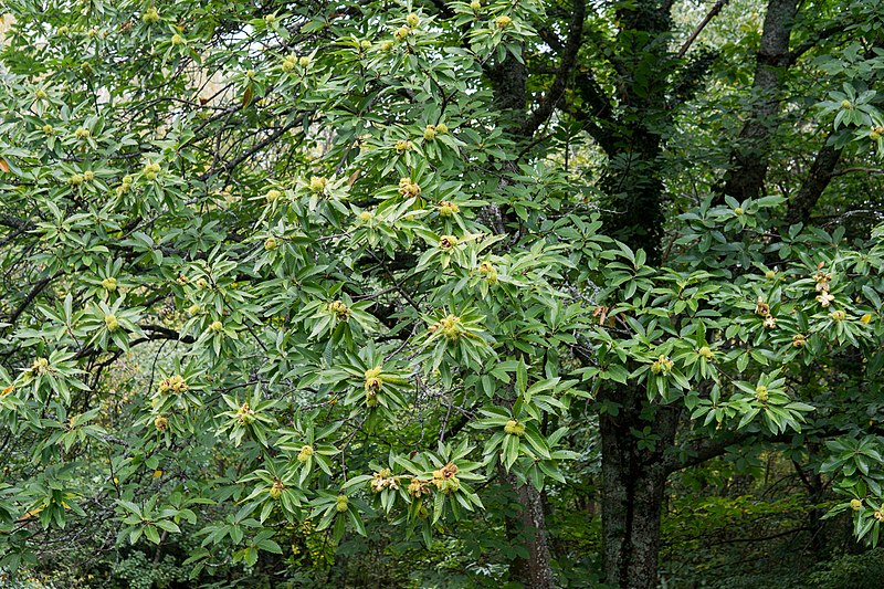 Chestnuts 