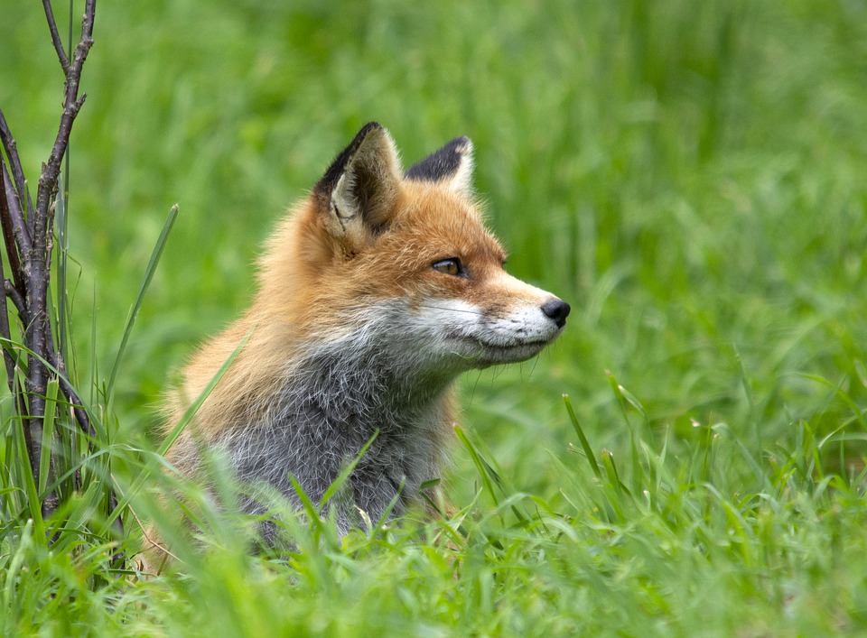 Fox