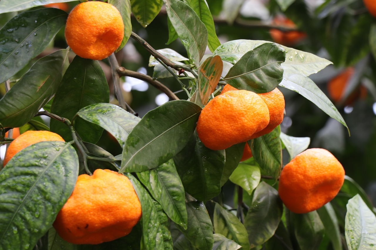 Tangerines