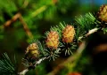 Deciduous larch