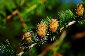 Deciduous larch