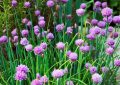 Chives