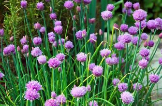 Chives