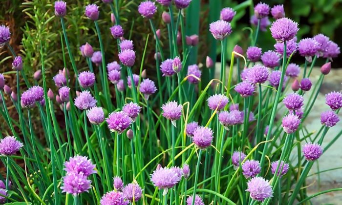 Chives