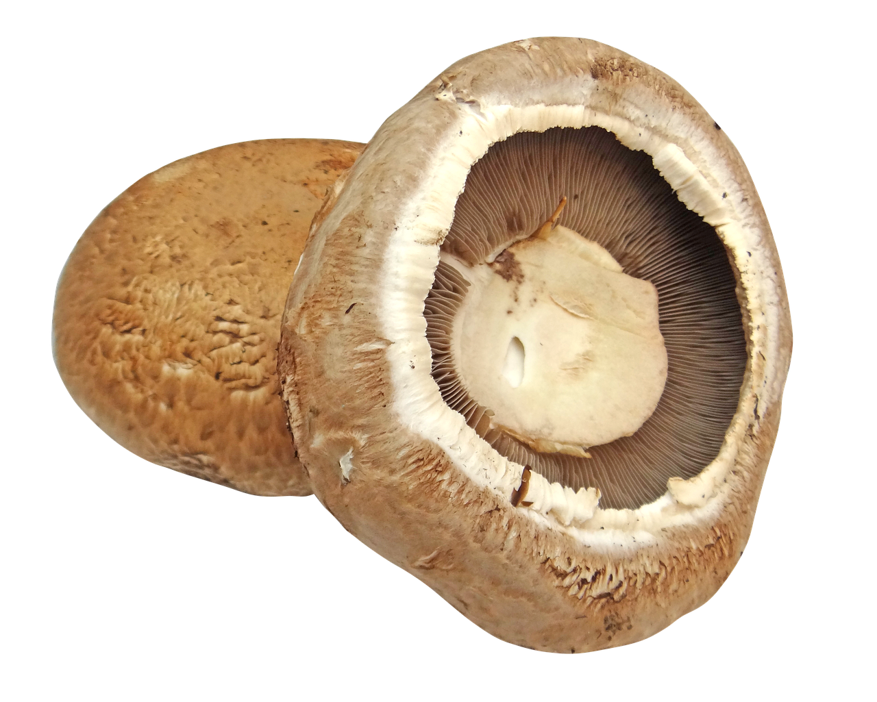 Portobello mushroom 