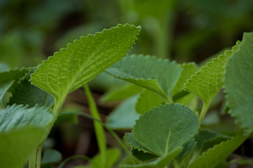 Indian borage