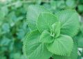 Indian borage