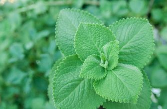 Indian borage