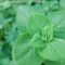 Indian borage