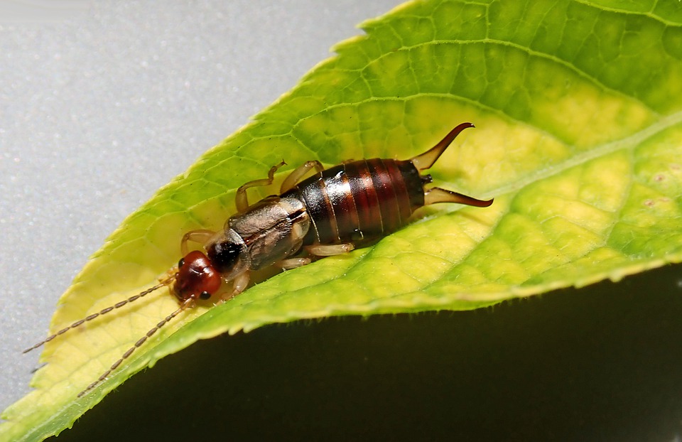 Earwig