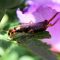earwig
