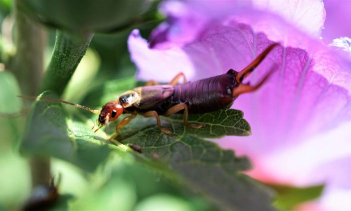 earwig