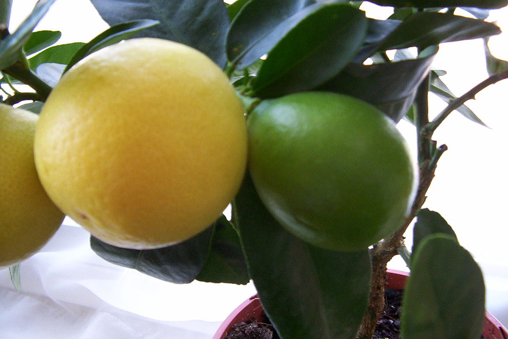 Limequats