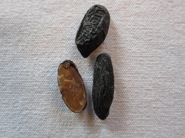 Tonka beans 