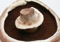 Portobello mushroom