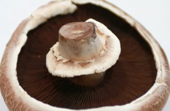 Portobello mushroom