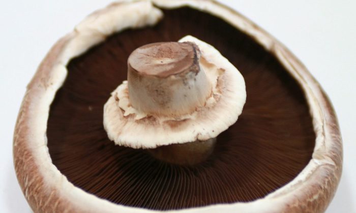 Portobello mushroom