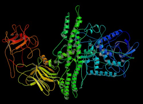 Botulinum toxin 