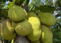 Jackfruit