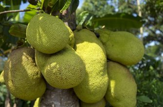 Jackfruit