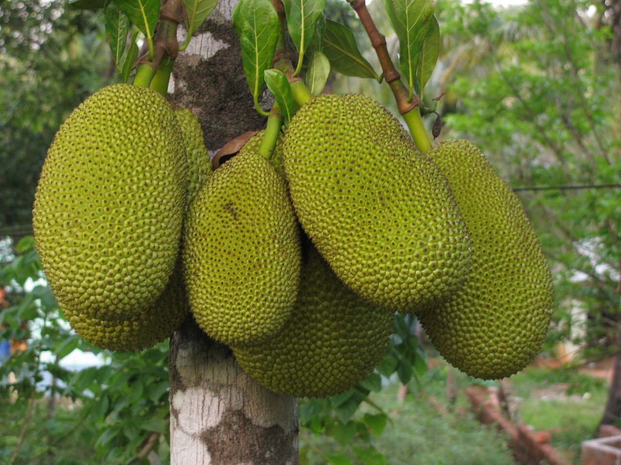 Jackfruit