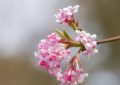 Viburnum farreri