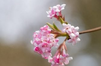 Viburnum farreri