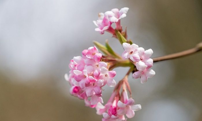 Viburnum farreri