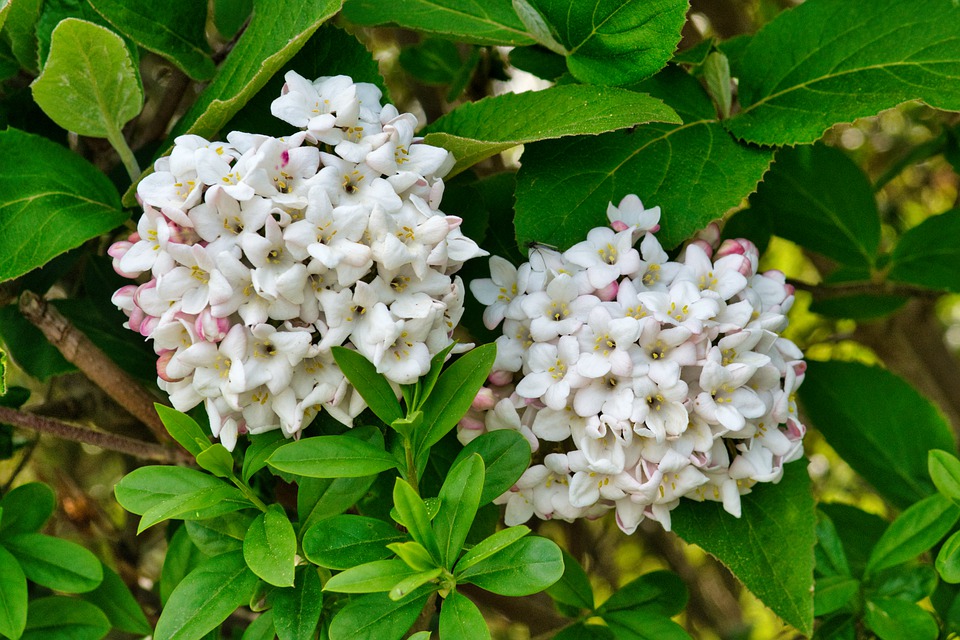 Viburnum farreri 